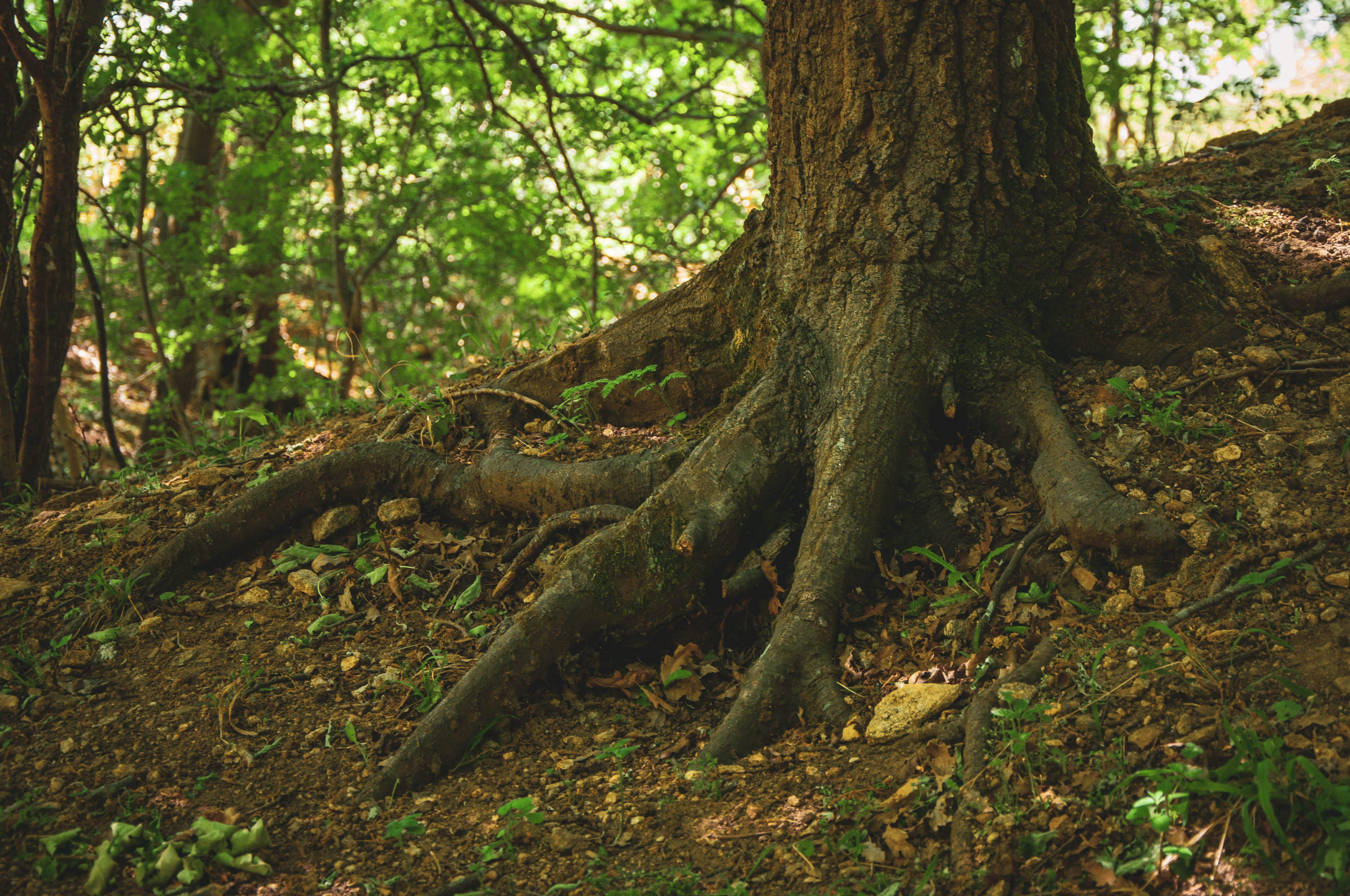 oak tree growing on the side of an outcrop with it's roots visible above ground