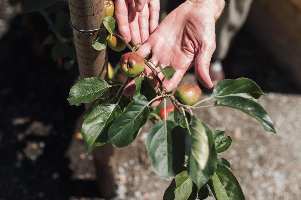 A gardener delicately holds a branch bearing small apples on his outstretched hand.